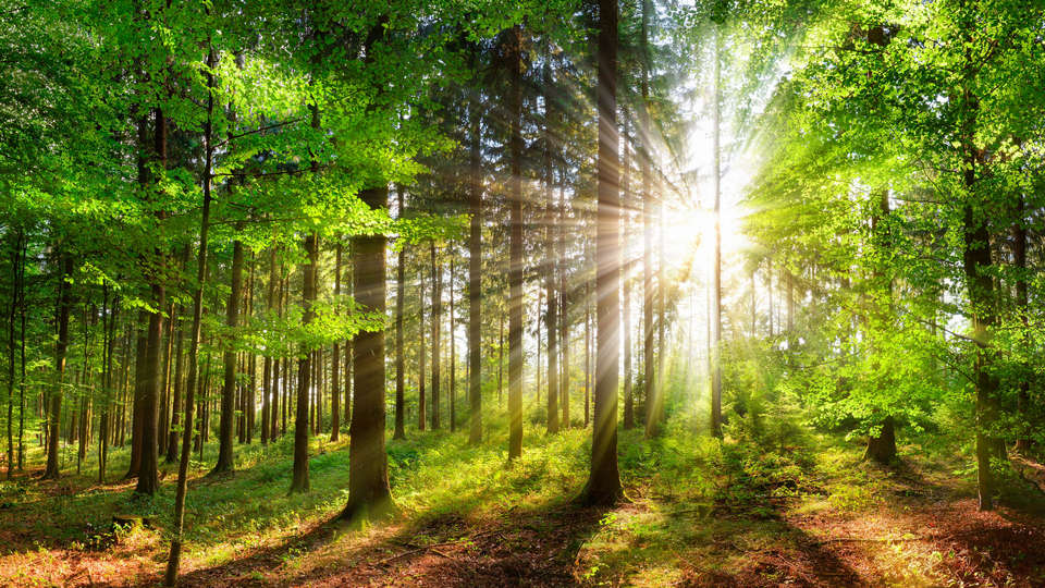 bright sunlight breaking through stand of trees in green forest