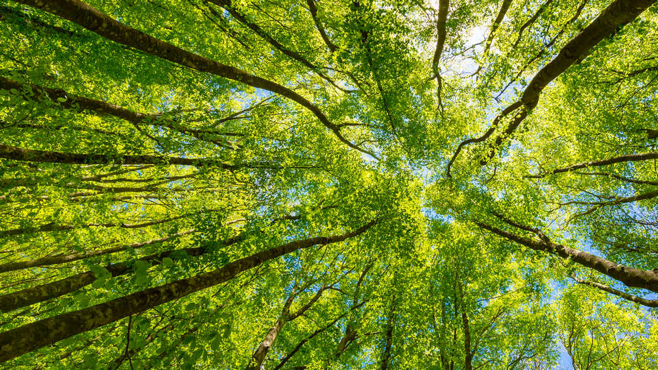 view of sky barely visible looking up between tall trees