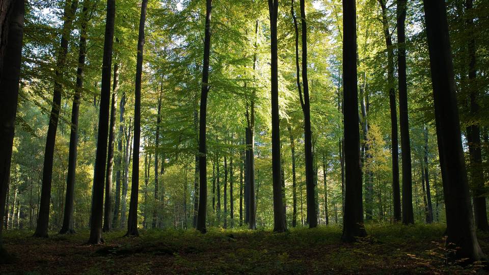 clearing in forest with tall trees and sunlight and sky barely visible in foliage