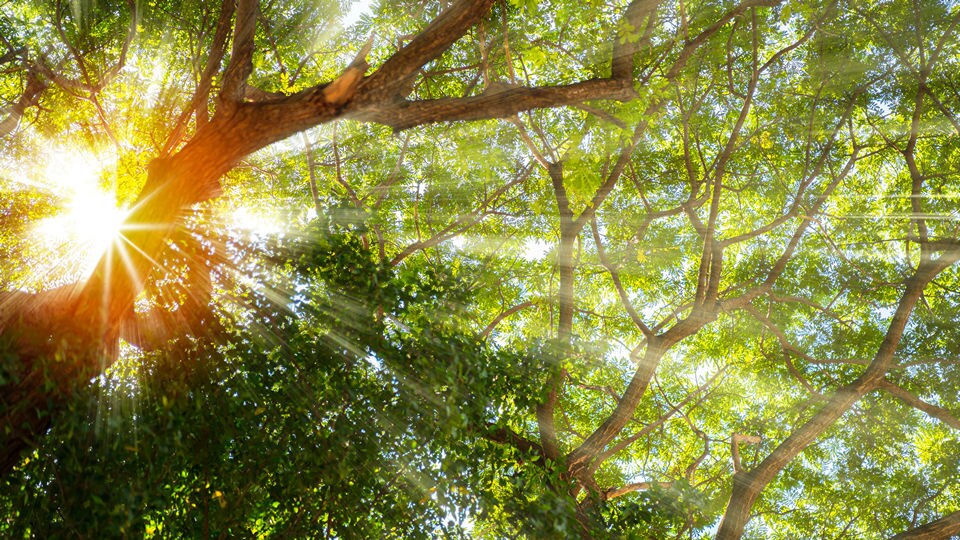 bright sunlight shining through leaves and branches in a beautiful green forest