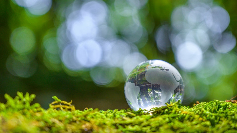 etched glass globe sitting on mossy forest floor